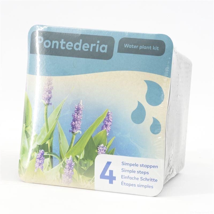 <h4>Droogverpakking waterpl Pontederia</h4>