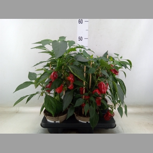 Capsicum annuum   ...paprika