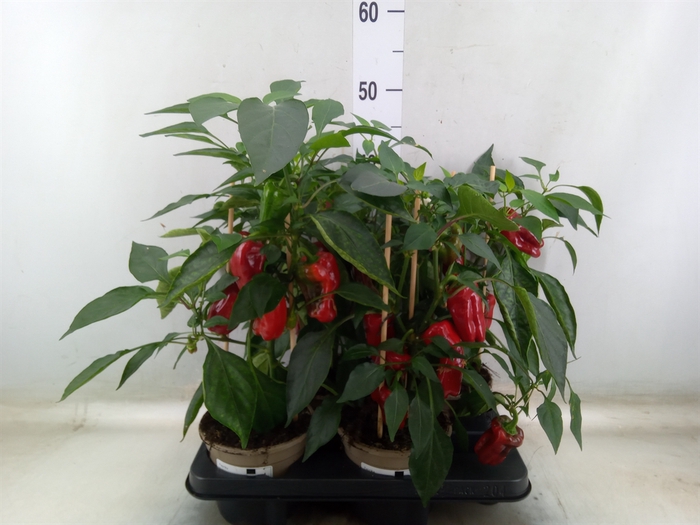 <h4>Capsicum annuum   ...paprika</h4>