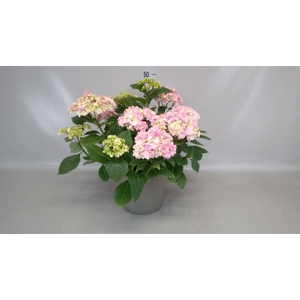 Hydrangea mac.   ...