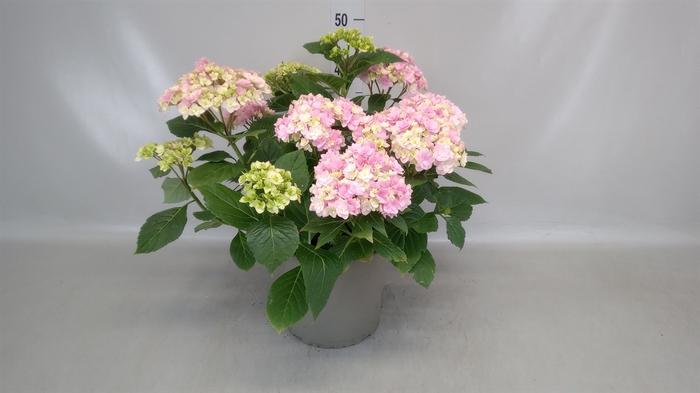 <h4>Hydrangea mac.   ...</h4>