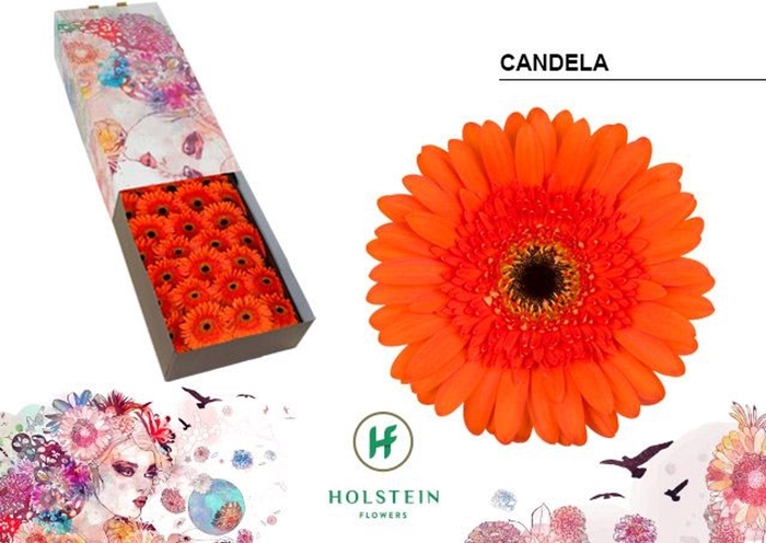 <h4>Gerbera GB 'Candela'</h4>