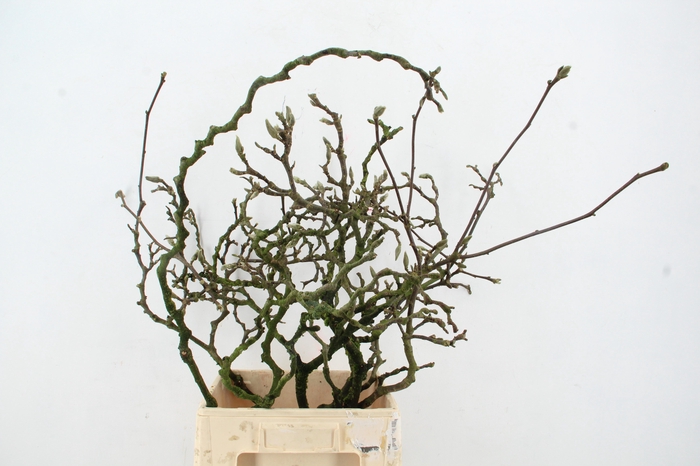 <h4>MAGNOLIA GRILLIG PER STEM 100CM</h4>