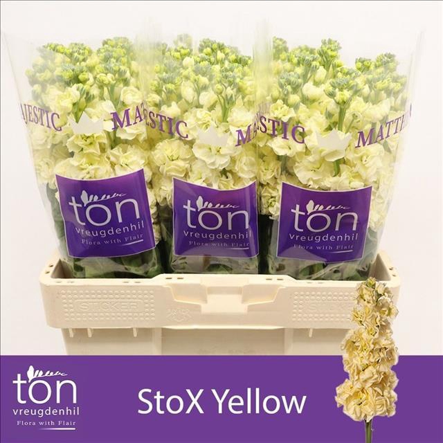 <h4>Matthiola incana StoX Yellow</h4>