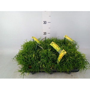 Rhipsalis baccifera 'Oasis'