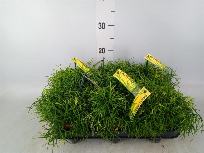 <h4>Rhipsalis baccifera 'Oasis'</h4>