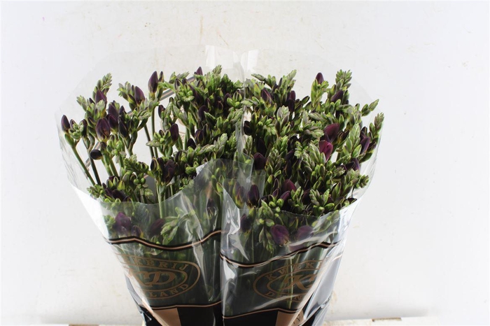 <h4>Fr Du Adele Cerise</h4>