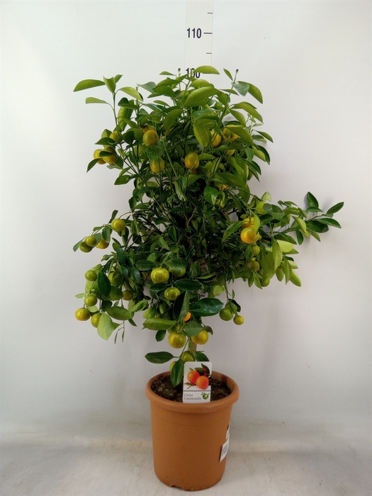 <h4>Citrus   ...</h4>