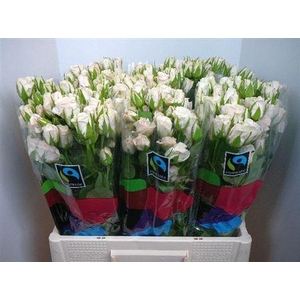 R Tr Royal Porcelina