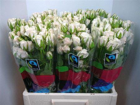 <h4>R Tr Royal Porcelina</h4>