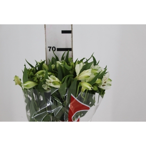 ALSTROEMERIA  AKEMI 070 CM