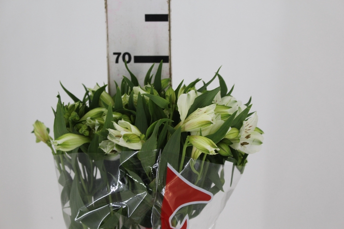 <h4>ALSTROEMERIA  AKEMI 070 CM</h4>