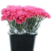 DI ST BIZET CERISE X 160