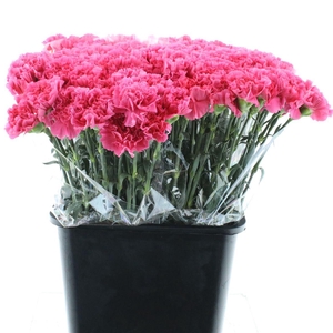 Di St Bizet Cerise X 160