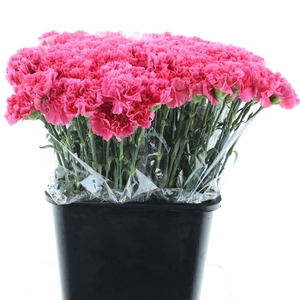 Di St Bizet Cerise X 160