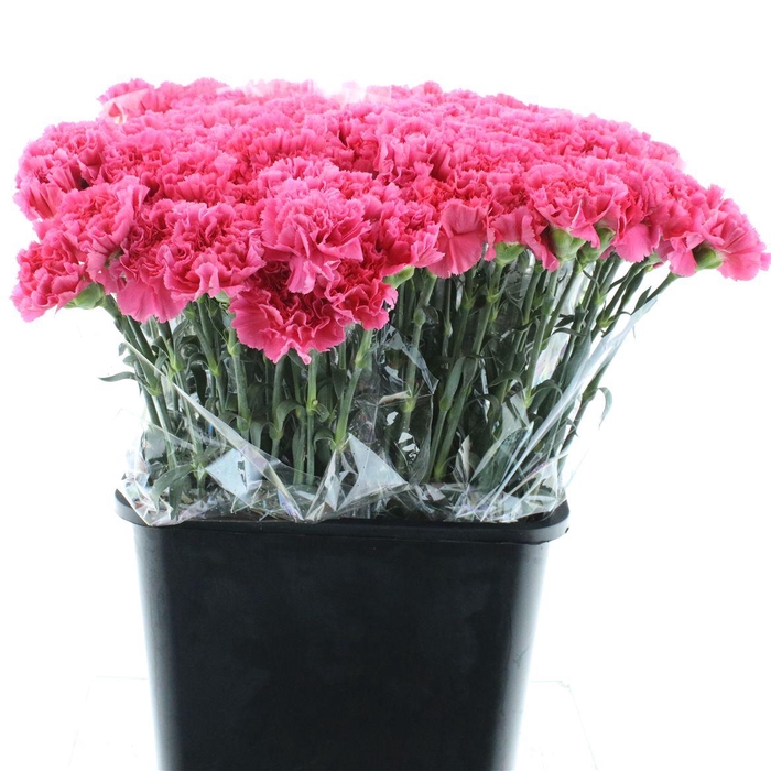 <h4>Di St Bizet Cerise X 160</h4>