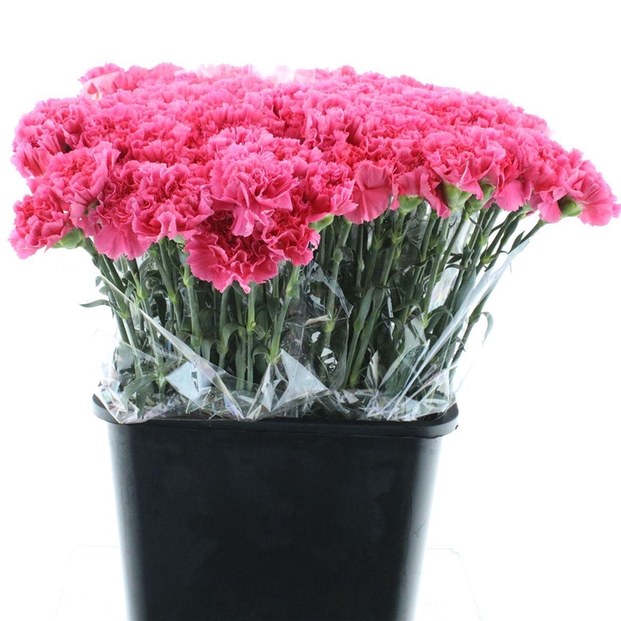 <h4>Di St Bizet Cerise X 160</h4>