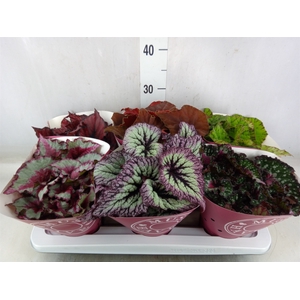Begonia BD 'Beleaf'   ...mix