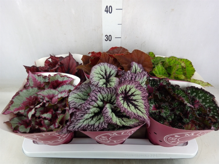 <h4>Begonia BD 'Beleaf'   ...mix</h4>