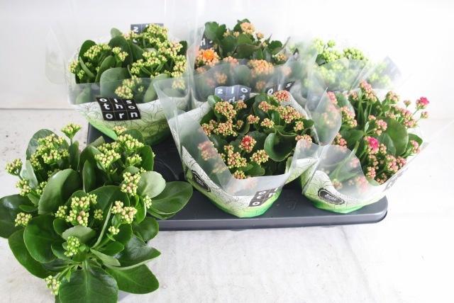 <h4>KAL GE GEM 5 KL</h4>