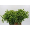 Bupleurum Griffithii