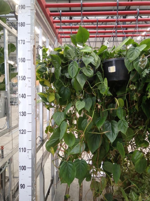 <h4>Philodendron scand.</h4>