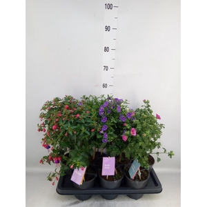 Kuipplanten   ...mix        [Patio]