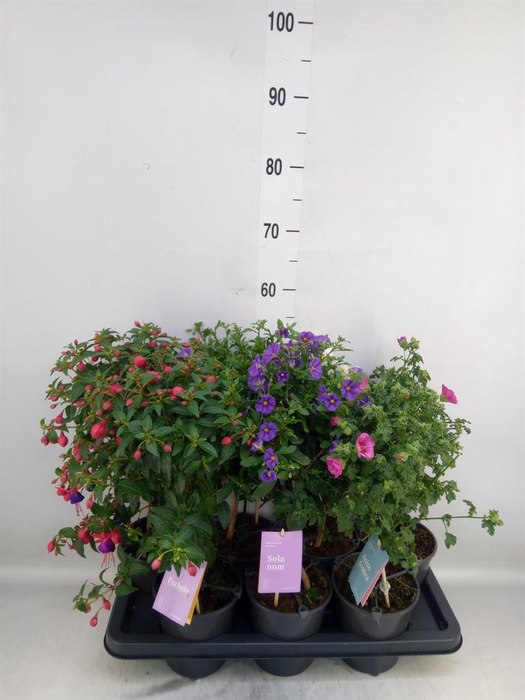 <h4>Kuipplanten   ...mix        [Patio]</h4>