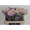 Ozothamnus Cooks Tall Pink
