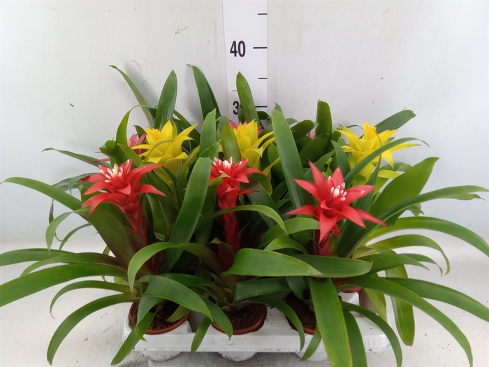 <h4>Guzmania   ...mix</h4>