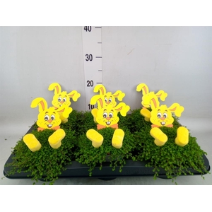 Soleirolia soleirolii   ...green