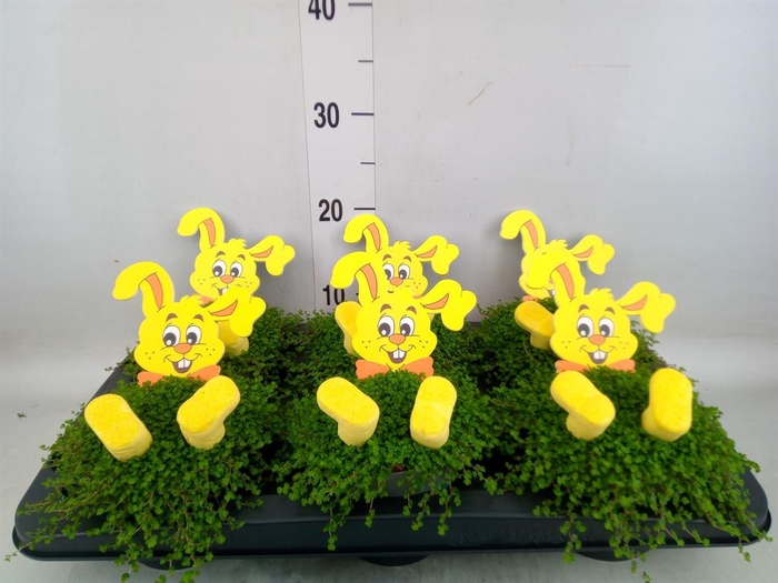 <h4>Soleirolia soleirolii ...green</h4>