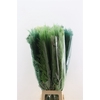 Dried Cortaderia Dadang Light Green 100cm P Stem