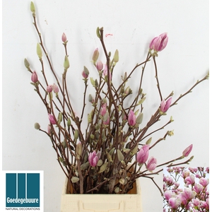 MAGNOLIA GRANDIFLORA