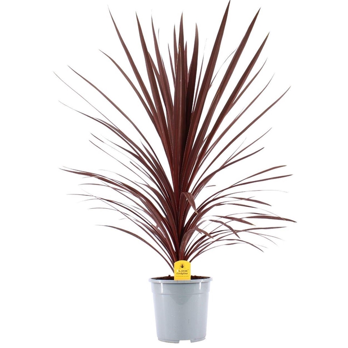 <h4>Cordyline Red Star</h4>