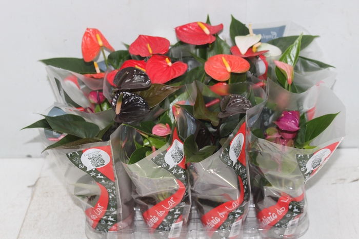 <h4>ANTHURIUM VARIADO P09</h4>