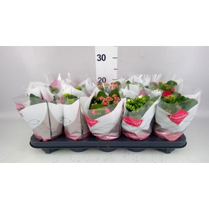 Kalanchoe blos.   ..mix 6