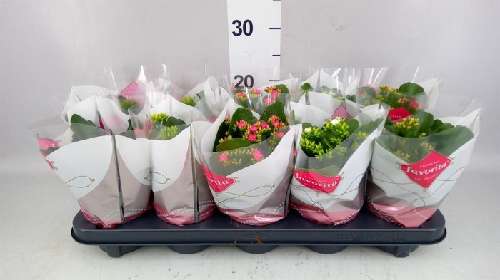 <h4>Kalanchoe blos.   ..mix 6</h4>