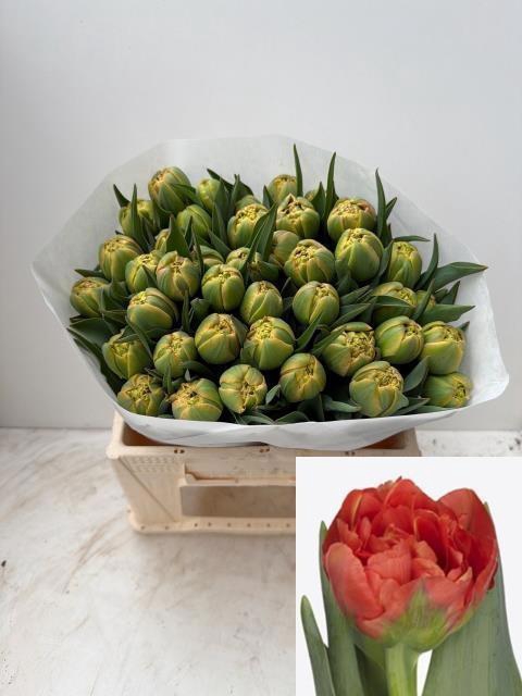 <h4>TU DU LIMERICK</h4>