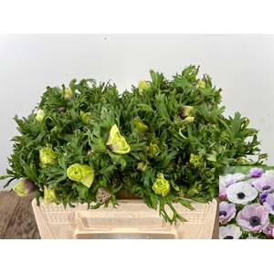 ANEM CO GALIL PASTEL