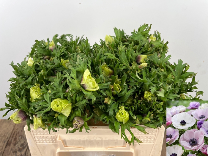 <h4>ANEM CO GALIL PASTEL</h4>