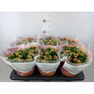 Kalanchoe blos. 'RosDon Nando'