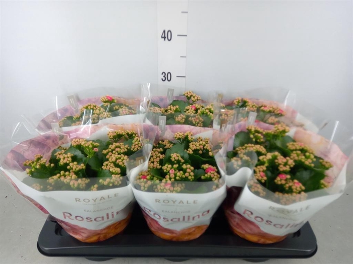 <h4>Kalanchoe blos. 'RosDon Nando'</h4>