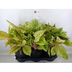 Aglaonema   ...
