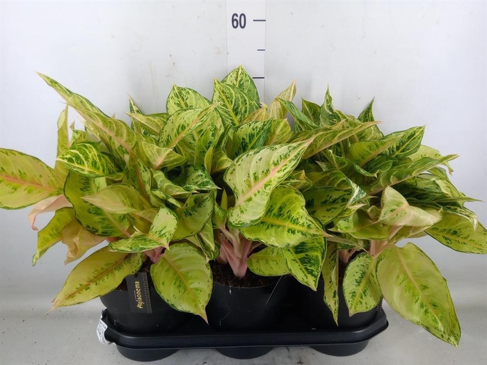 <h4>Aglaonema   ...</h4>