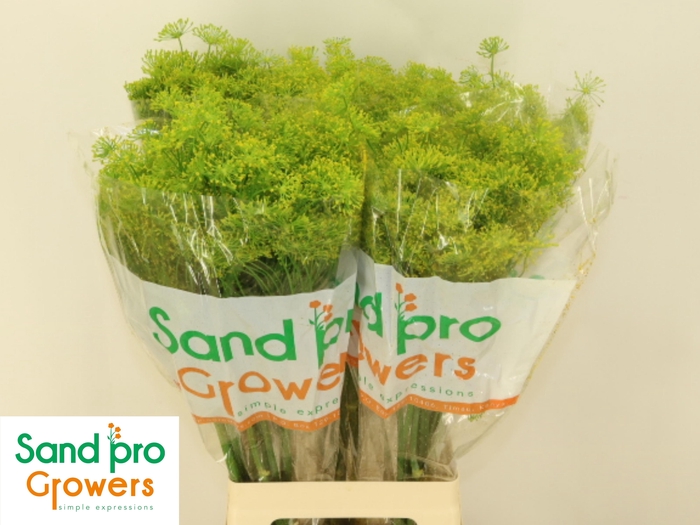 <h4>ANET GRAVEOLENS</h4>