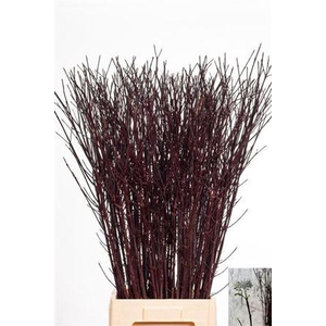 Cornus Alba Kesselri Vertakt