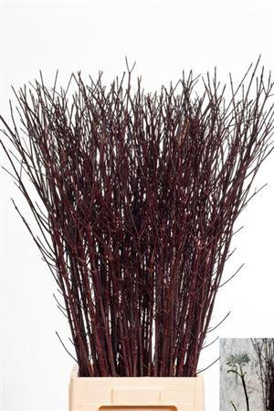 <h4>T Cornus Alba Kesselri Vertakt</h4>