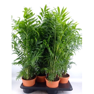 Chamaedorea elegans