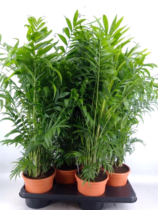 <h4>Chamaedorea elegans</h4>